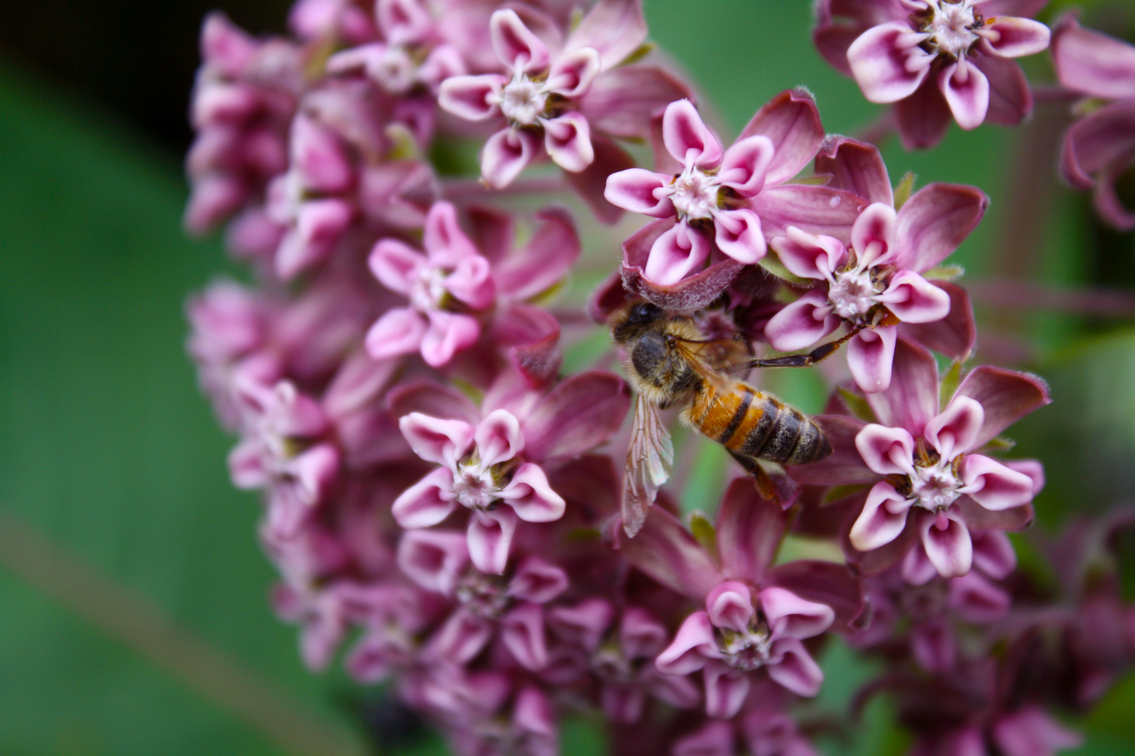 Honeybee