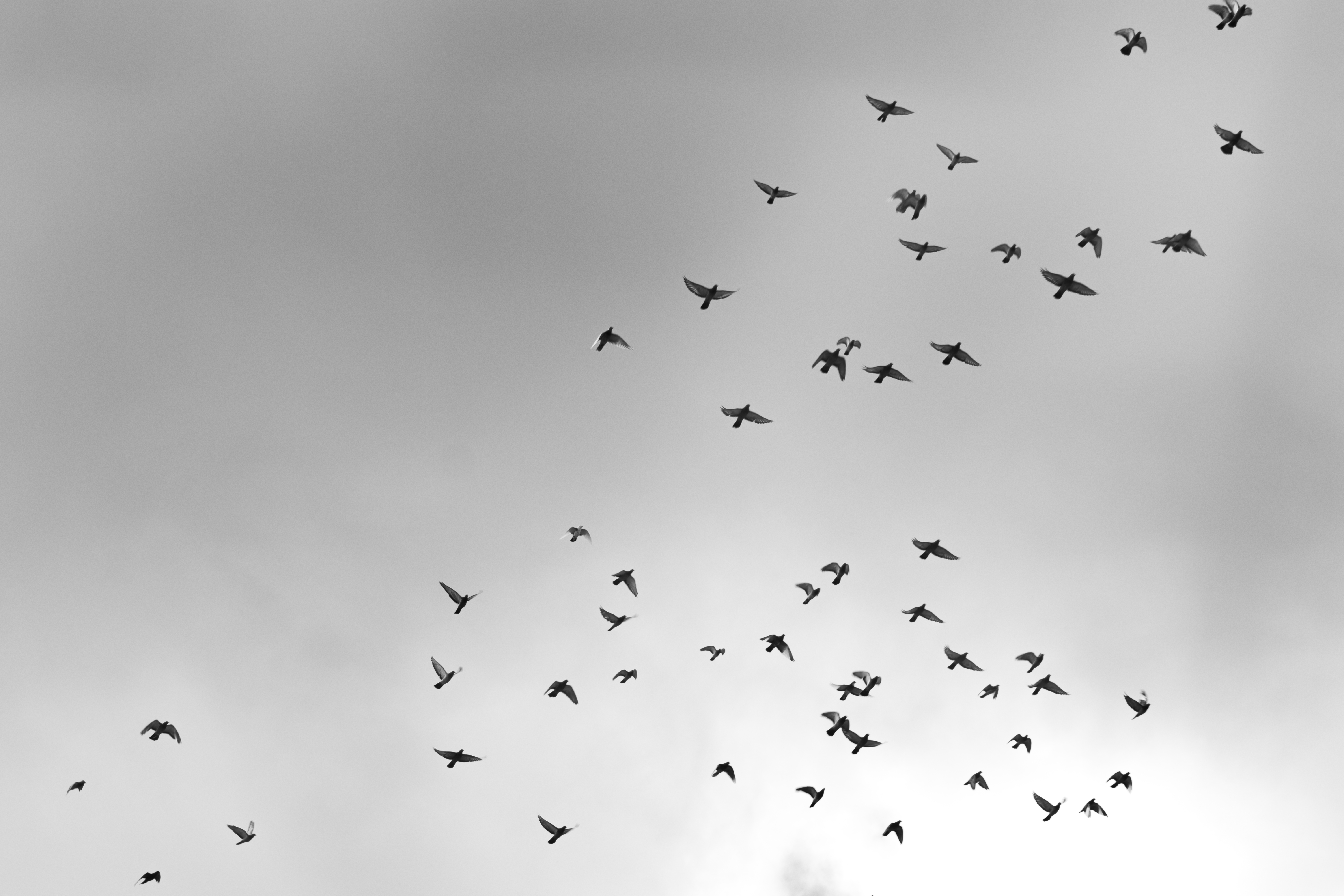 birds