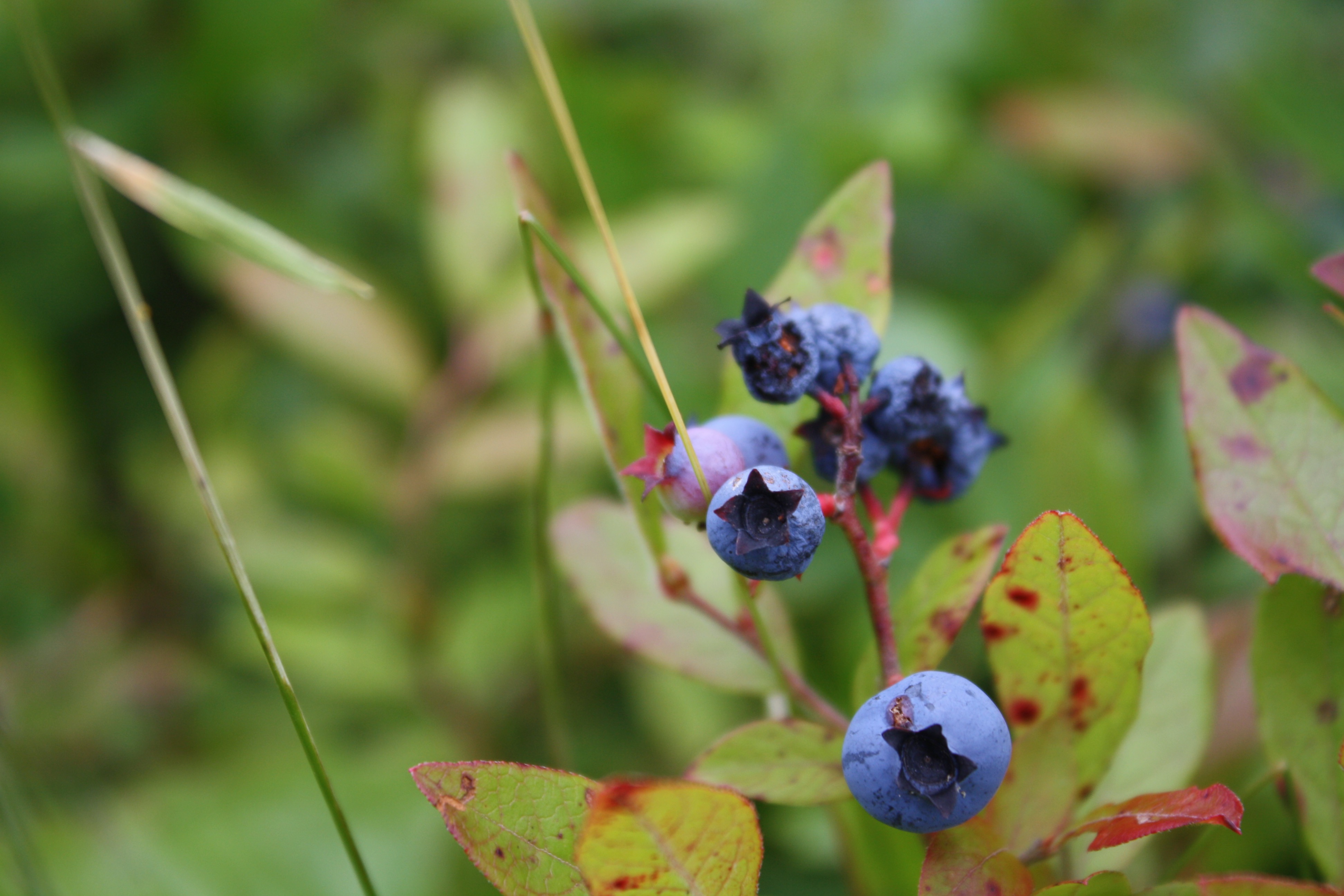Blueberries