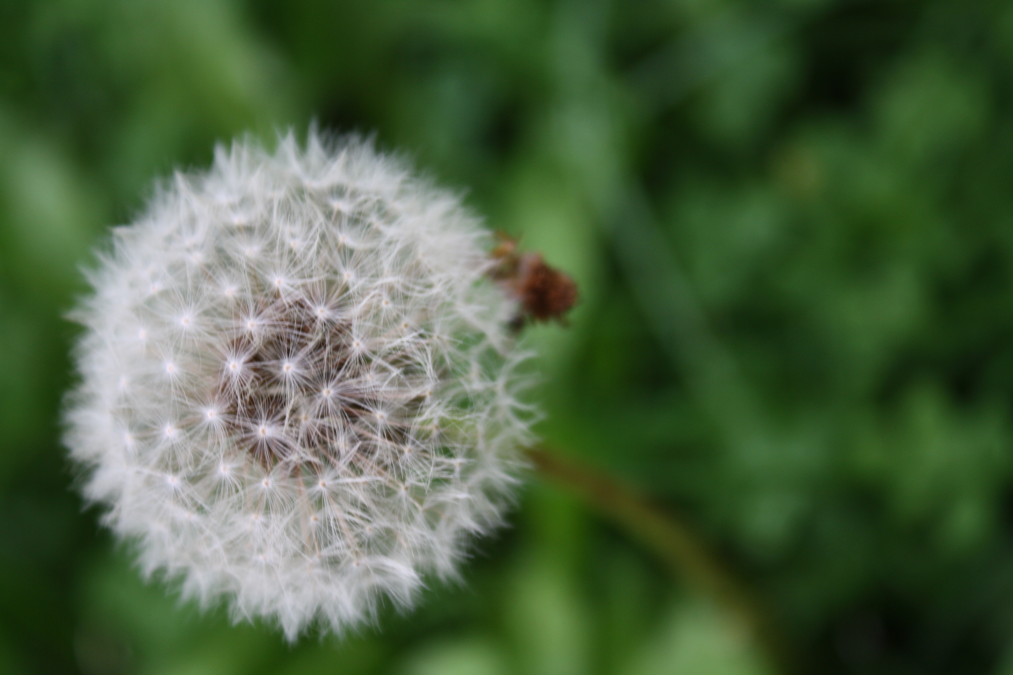 Dandelion