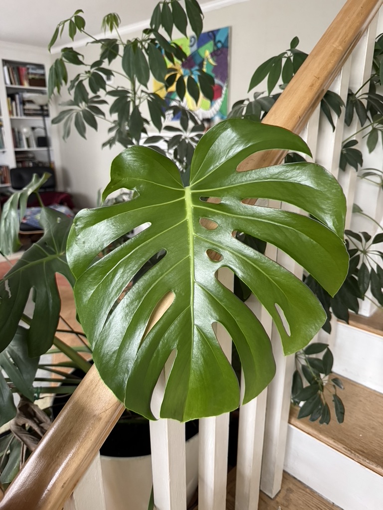 monstera