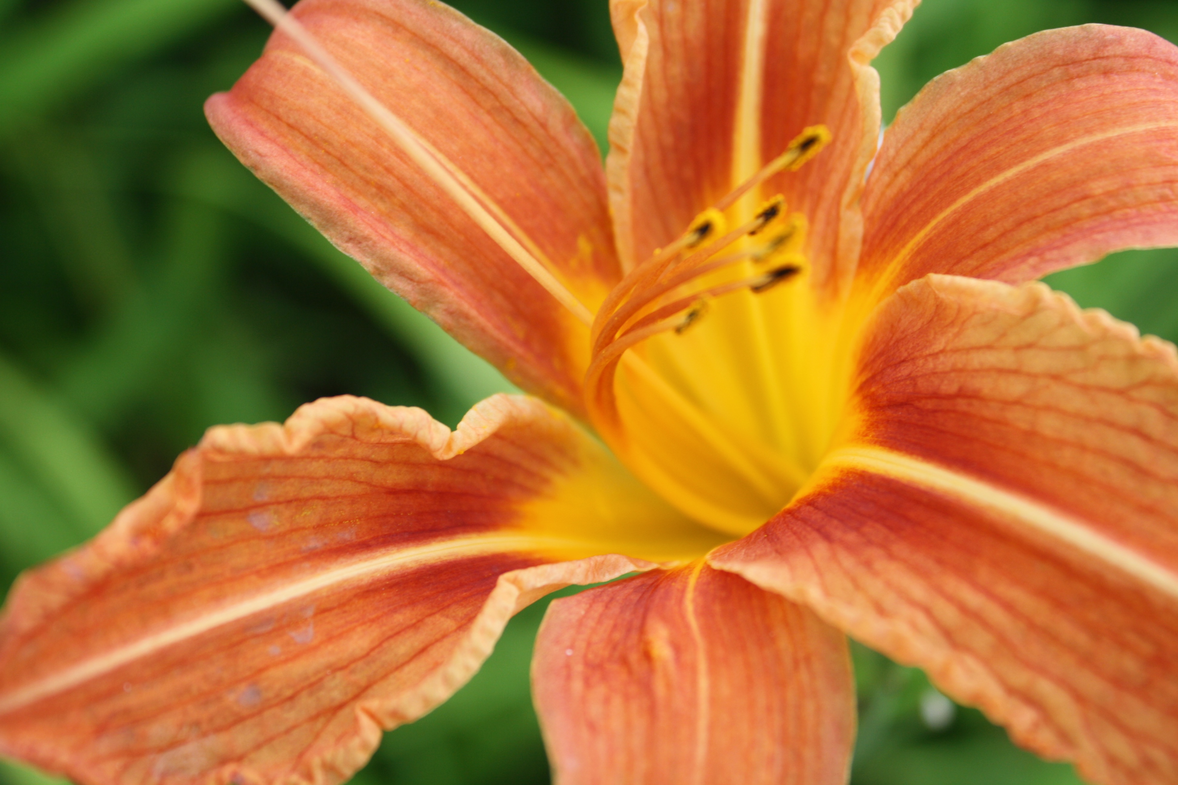 Tigerlily